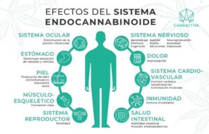CBD enfermedad de crohn