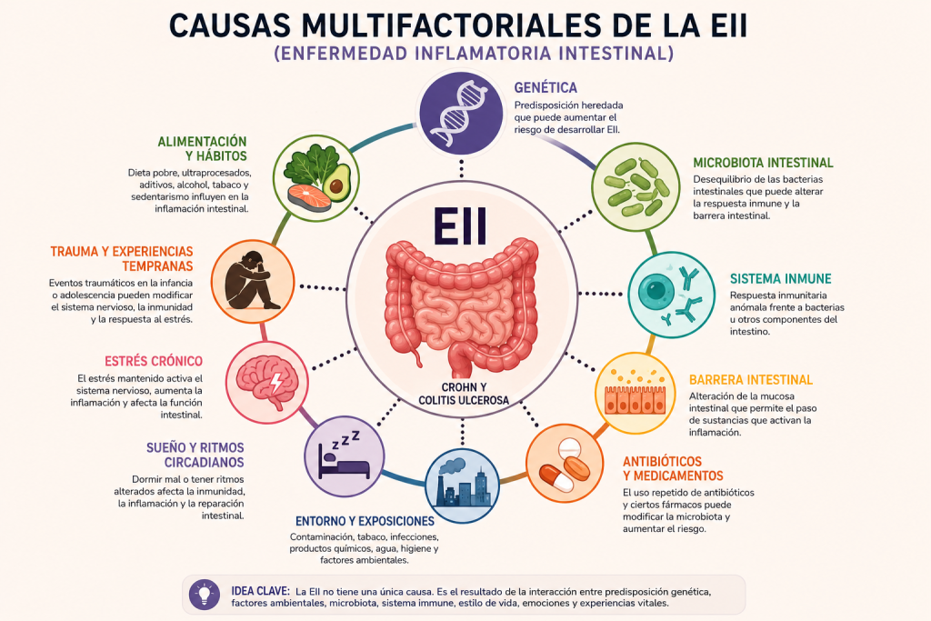 enfermedad inflamatoria intestinal causas genética microbiota estrés y sistema inmune