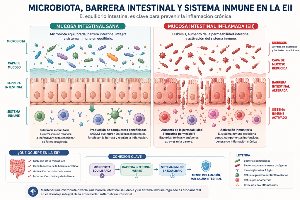 microbiota y barrera intestinal en Crohn y colitis ulcerosa